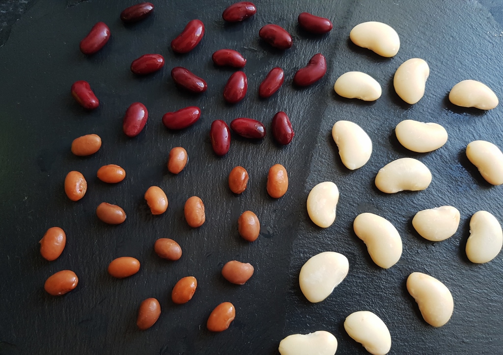 Bohne, Bohnen, Phaseolus, Limabohne, Mondbohne, Phaseolus lunatus, Kidneybohne, Pinto-Bohne, Wachtelbohne, Gartenbohne, Phaseolus vulgaris