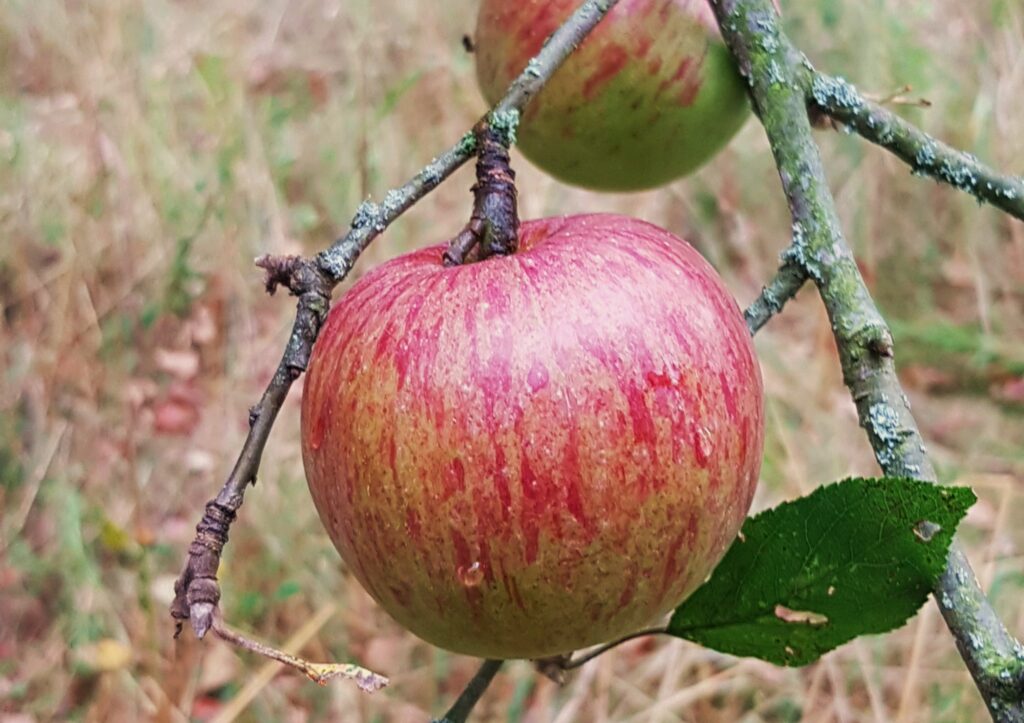 Apfel, Äfpel, Apfelbaum, Apfelbäume, Malus, Holzapfel, Malus sylvestris,