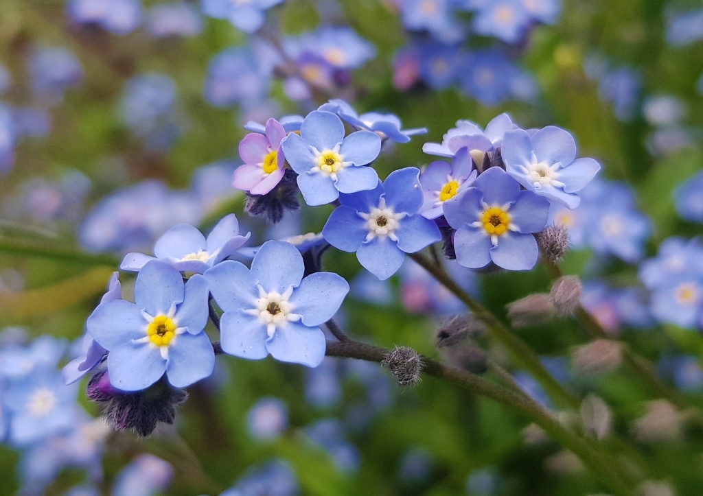 Raublattgewächse, Boraginaceae, Vergissmeinnicht, Wald-Vergissmeinnicht, Myosotis, Myosotis sylvatica