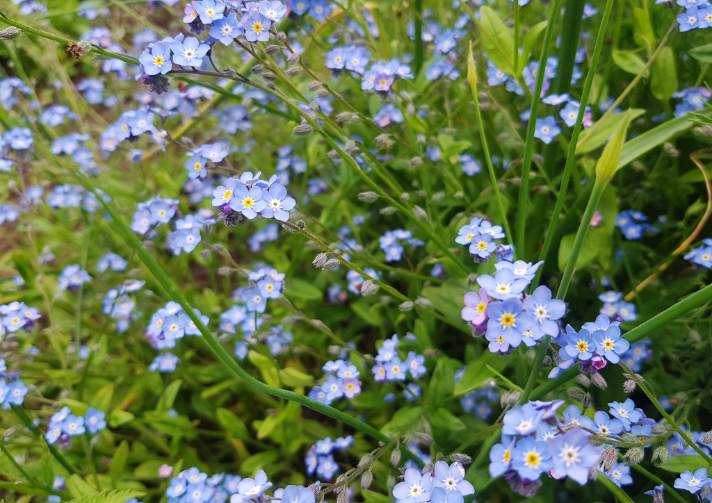 Vergissmeinnicht pflanzen, Vergissmeinnicht, Wald-Vergissmeinnicht, Myosotis, Myosotis sylvatica