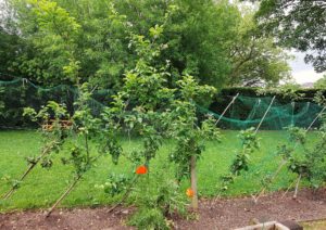 Apfelhecke, Apfel, Äfpel, Apfelbaum, Apfelbäume, Malus, Kulturapfel, Malus domestica