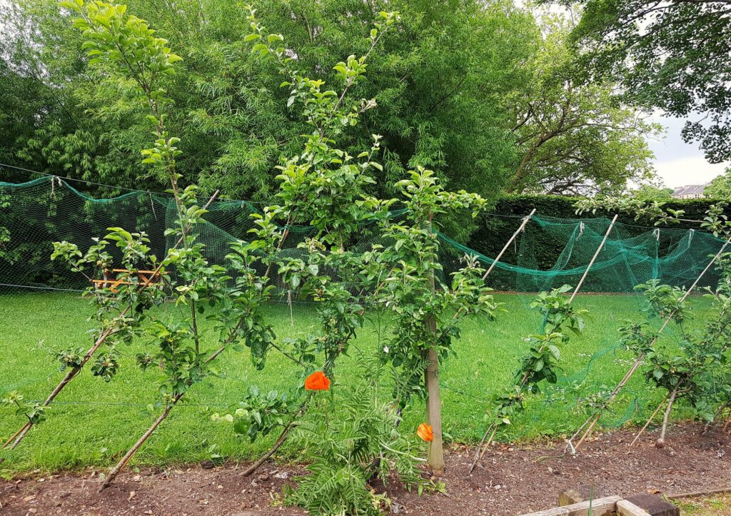 Apfelhecke, Apfel, Äfpel, Apfelbaum, Apfelbäume, Malus, Kulturapfel, Malus domestica
