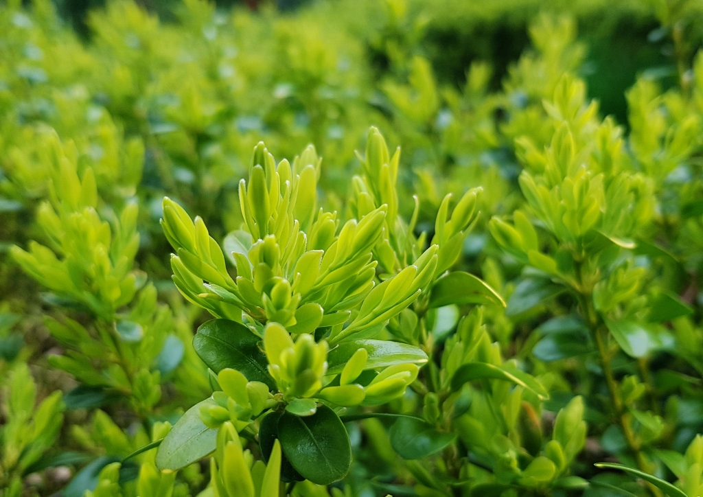 Buchsbaum, Buxus, Buchsbaumhecke