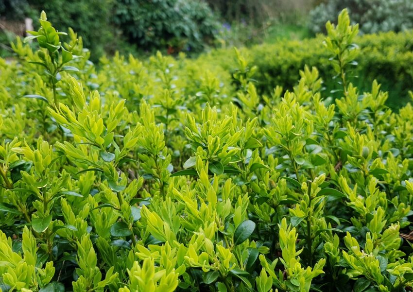 Buchsbaum pflanzen, Sträucher, Buchsbaum, Buxus, Buchsbaumhecke