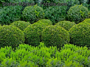 Buchsbaum, Buxus, Buchsbaumhecke