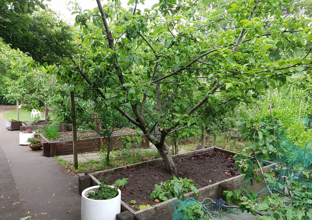 Gartenbeet, Gartenbeete, Beetkasten, Hochbeet, Botanischer Garten Glasgow, Glasgow Botanic Gardens