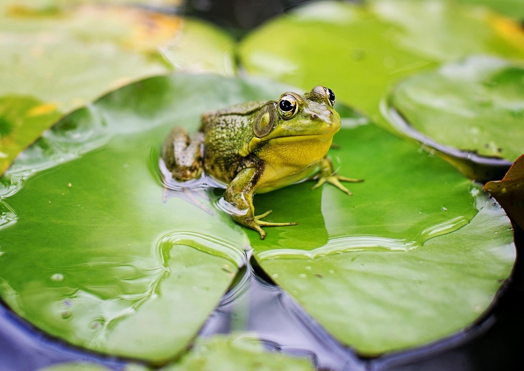 Gartenteich, Frosch, Seerose