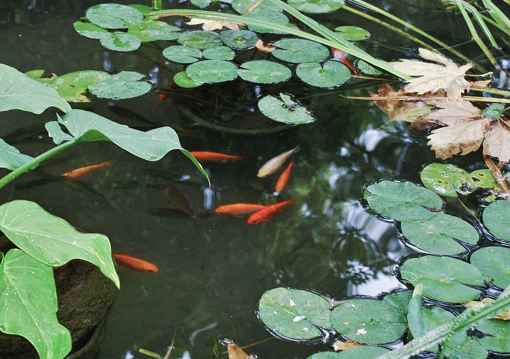 Gartenteich, Fische