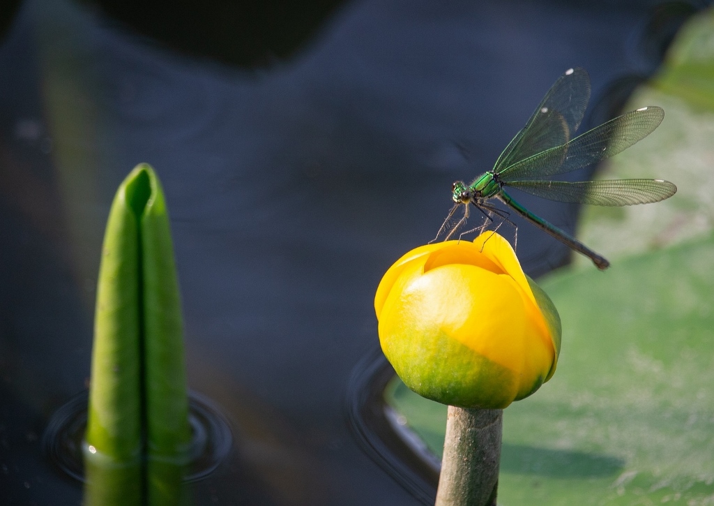 Gartenteich, Libelle, Seerose, Gelber Lotus