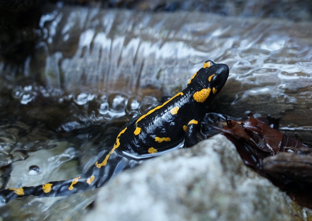 Gartenteich, Salamander, Feuersalamander