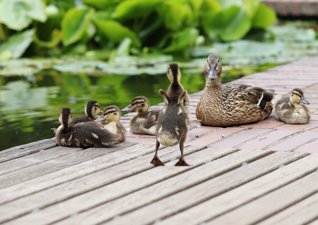 Gartenteich, Enten