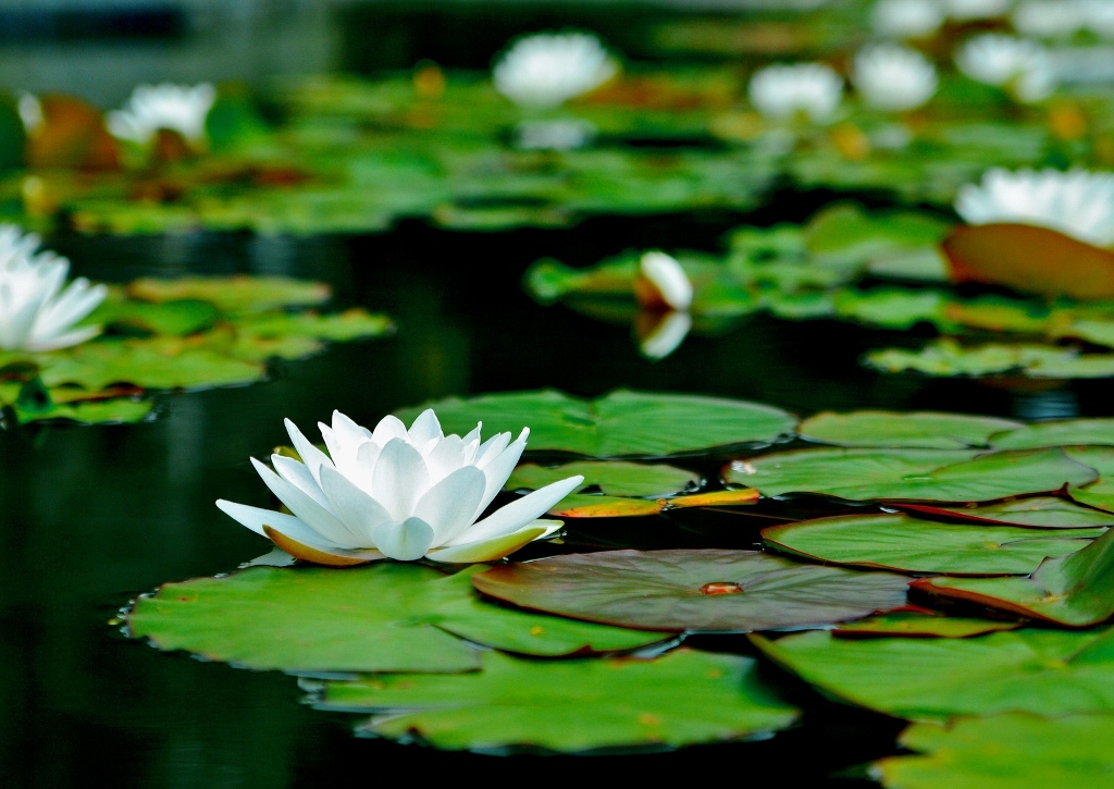 Gartenteich, Naturteich, Seerosenteich, Teich, Seerosen