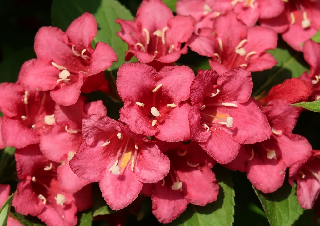 Weigelie, Weigelia, Garten-Weigelie, Weigelia hortensis