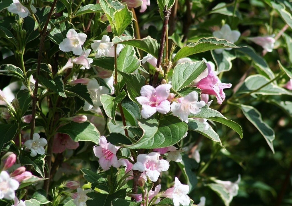 Weigelie, Weigelia, Liebliche Weigelie, Weigelia florida