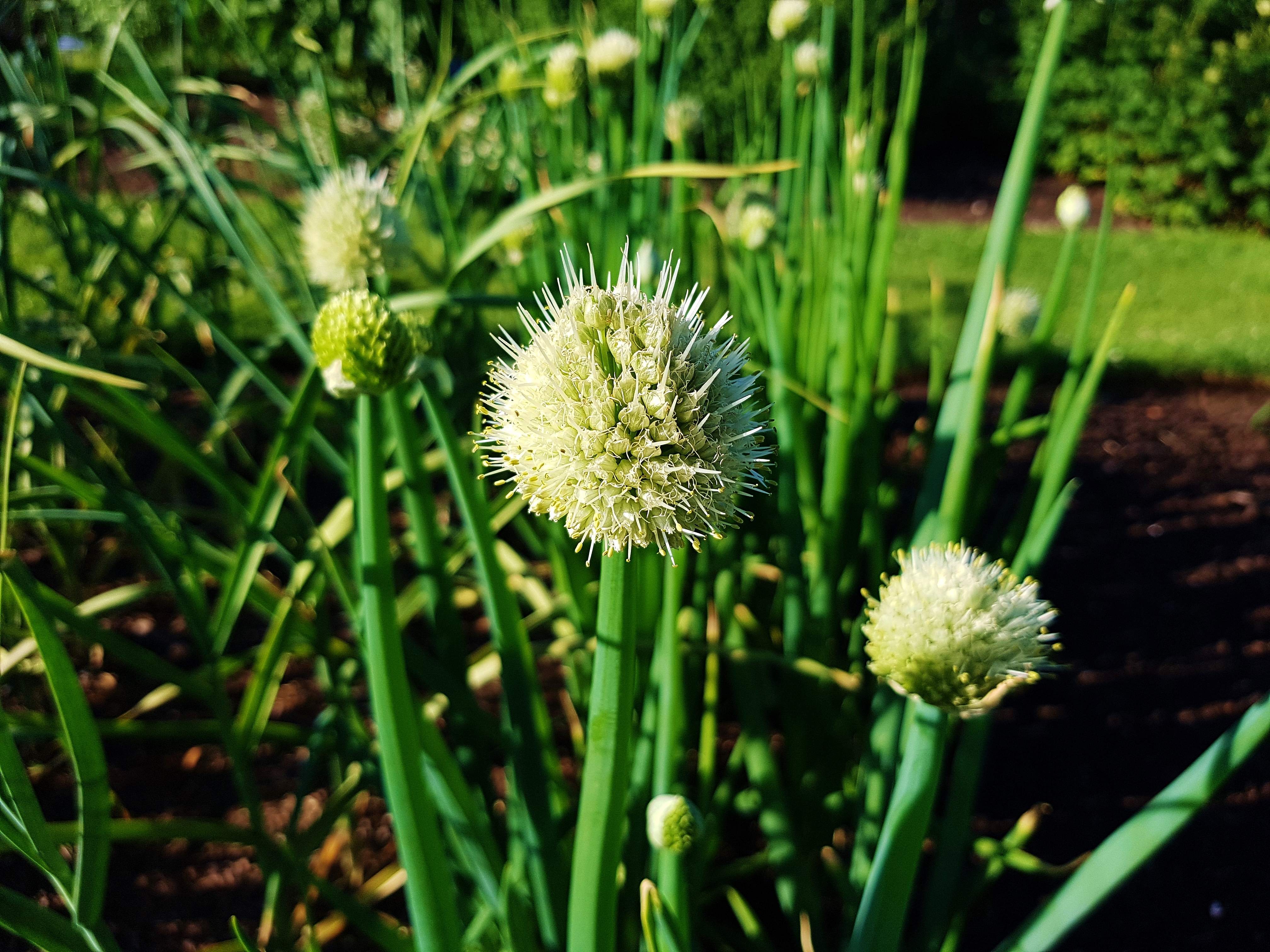 Zwiebel, Zwiebeln, Allium, Allium cepa, Zwiebeln anbauen, Zwiebel im Beet