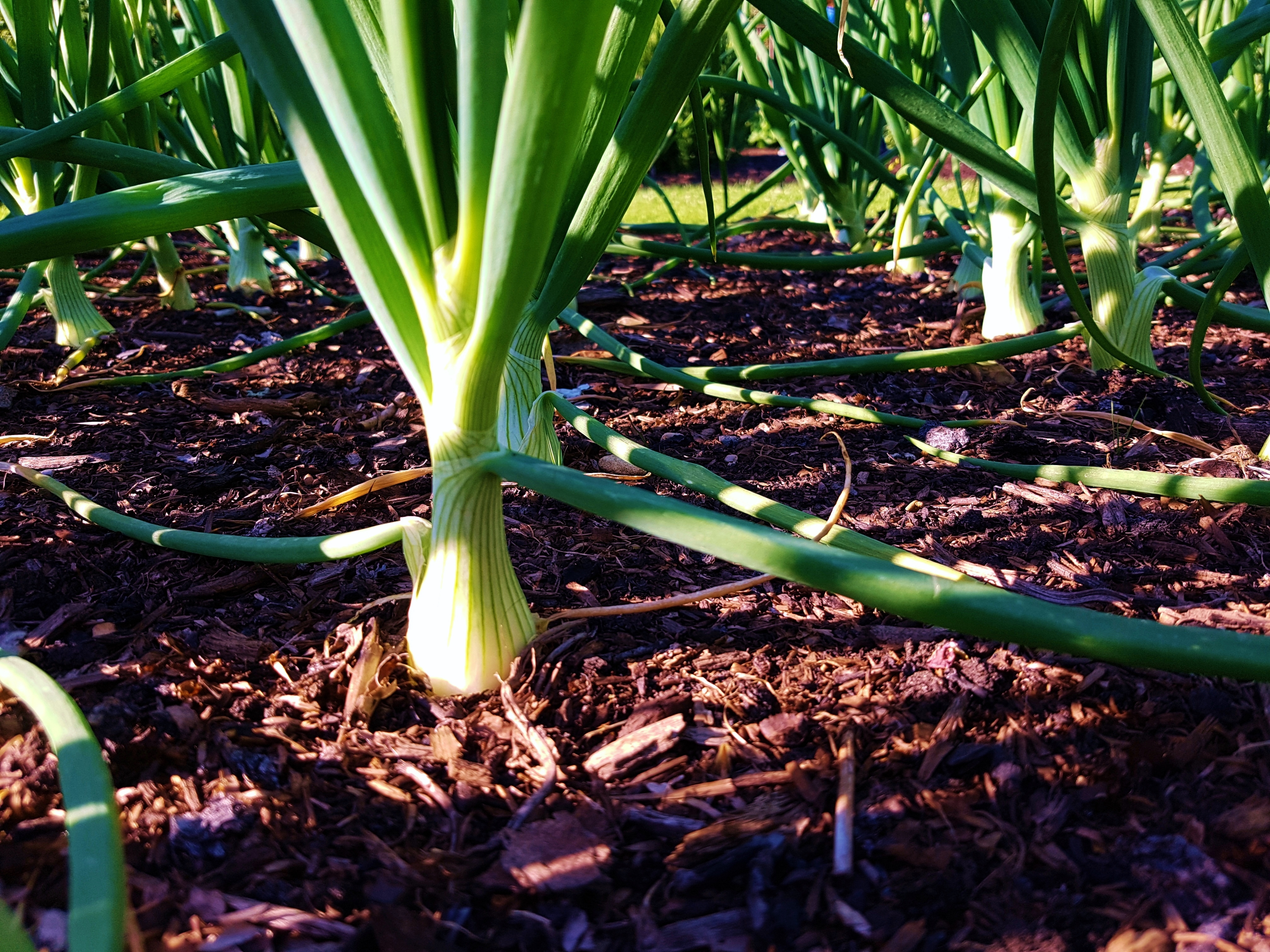 Zwiebel, Zwiebeln, Allium, Allium cepa, Zwiebeln anbauen, Zwiebel im Beet