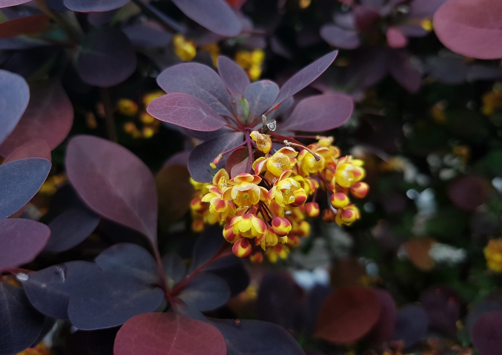 Berberitze, Berberitzen, Berberis, Rote Heckenberberitze, Blutberberitze, Thunberg-Berberitze, Berberis thunbergii, Atropurpurea