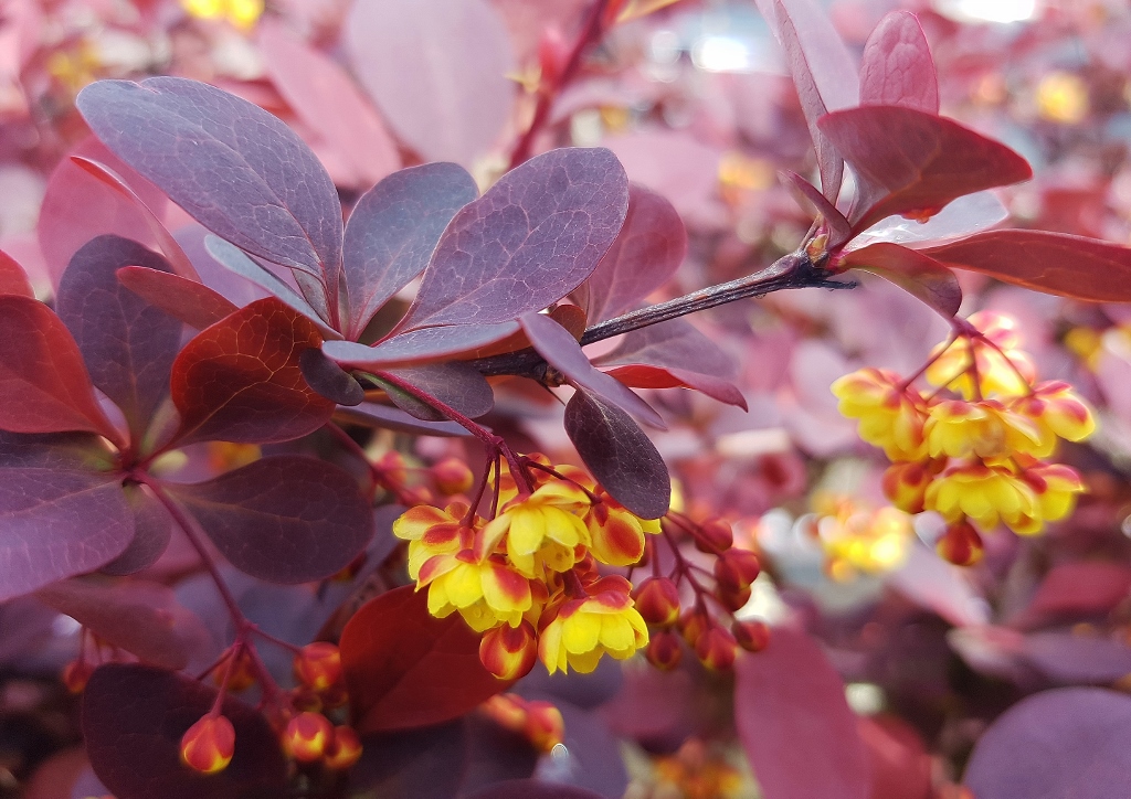 Berberitze, Berberitzen, Berberis, Rote Heckenberberitze, Blutberberitze, Thunberg-Berberitze, Berberis thunbergii, Atropurpurea