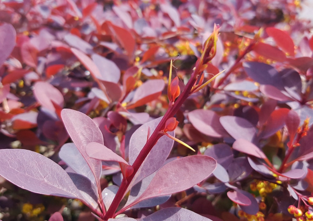 Berberitze, Berberitzen, Berberis, Rote Heckenberberitze, Blutberberitze, Thunberg-Berberitze, Berberis thunbergii, Atropurpurea