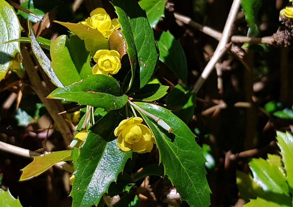 Berberitze, Berberitzen, Großblättrige Berberitze, Julianes Berberitze, Berberis julianae