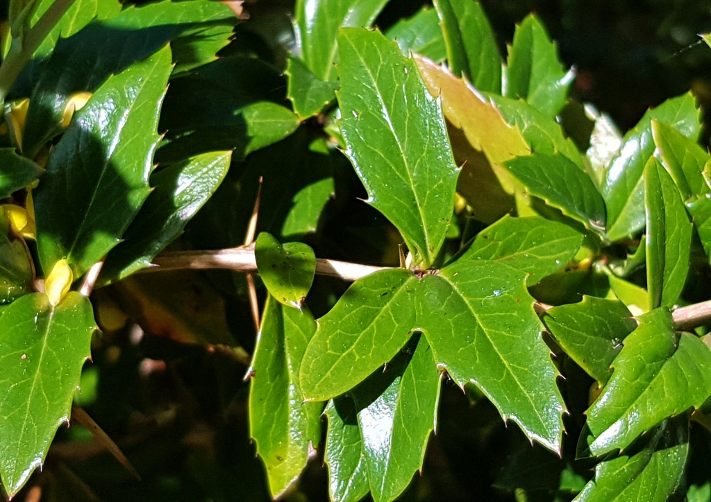 Berberitze, Berberitzen, Großblättrige Berberitze, Julianes Berberitze, Berberis julianae