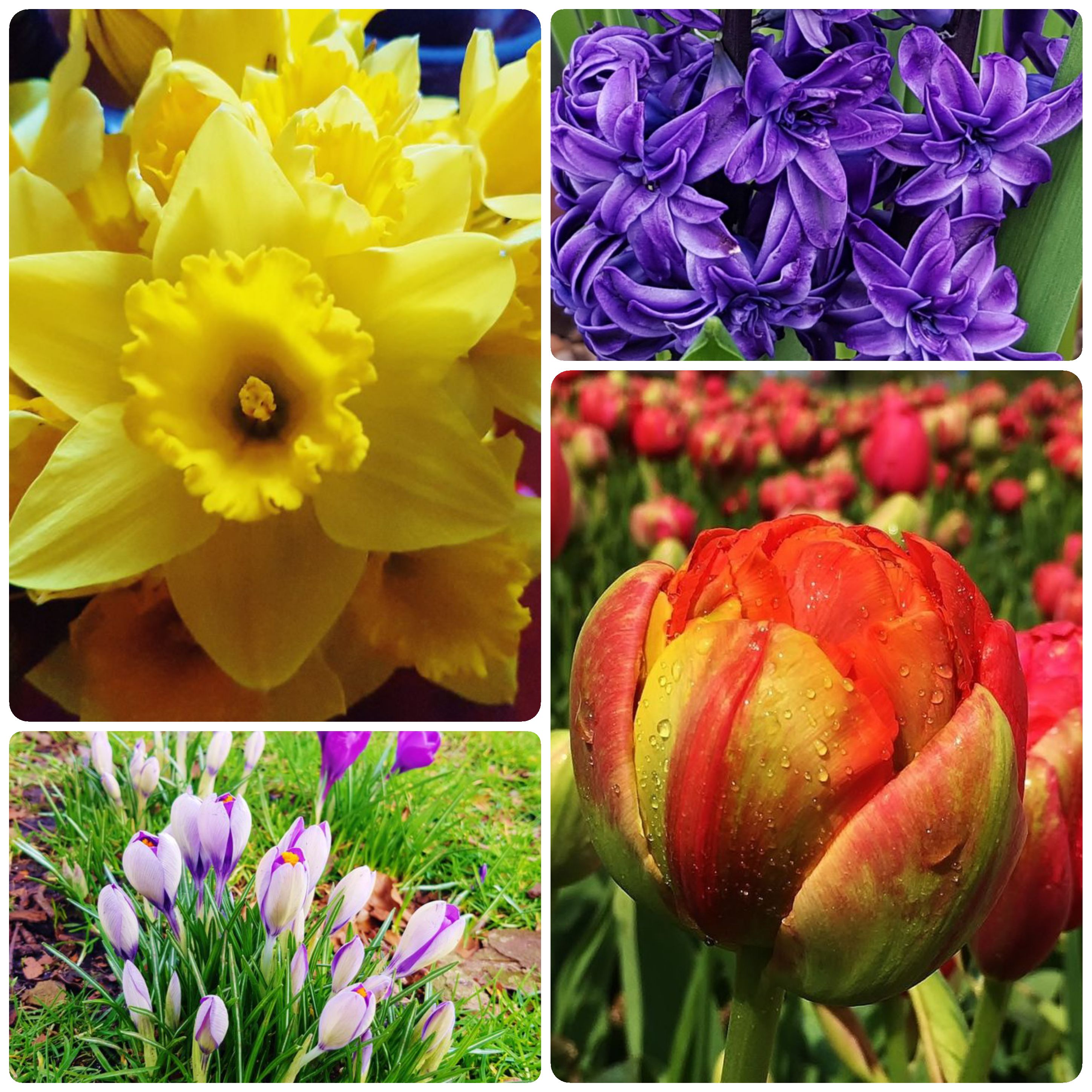 Osterblumen, Blumen zu Ostern, Narzissen, Tulpen, Hyazinthen, Krokus