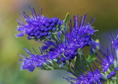 Bartblume, Bartblumen, Blüte, Caryopteris, Clandon-Bartblume, Caryopteris clandonensis