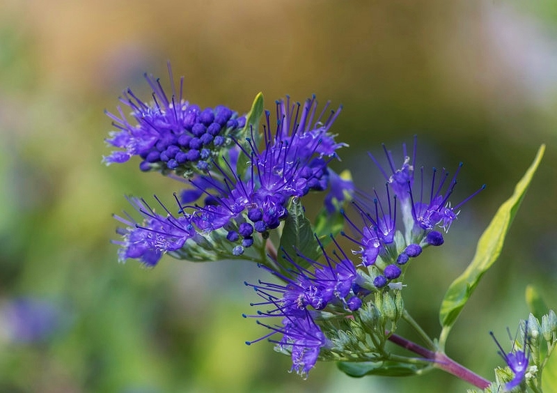 Lippenblütler, Bartblume, Bartblumen, Blüte, Caryopteris, Clandon-Bartblume, Caryopteris clandonensis