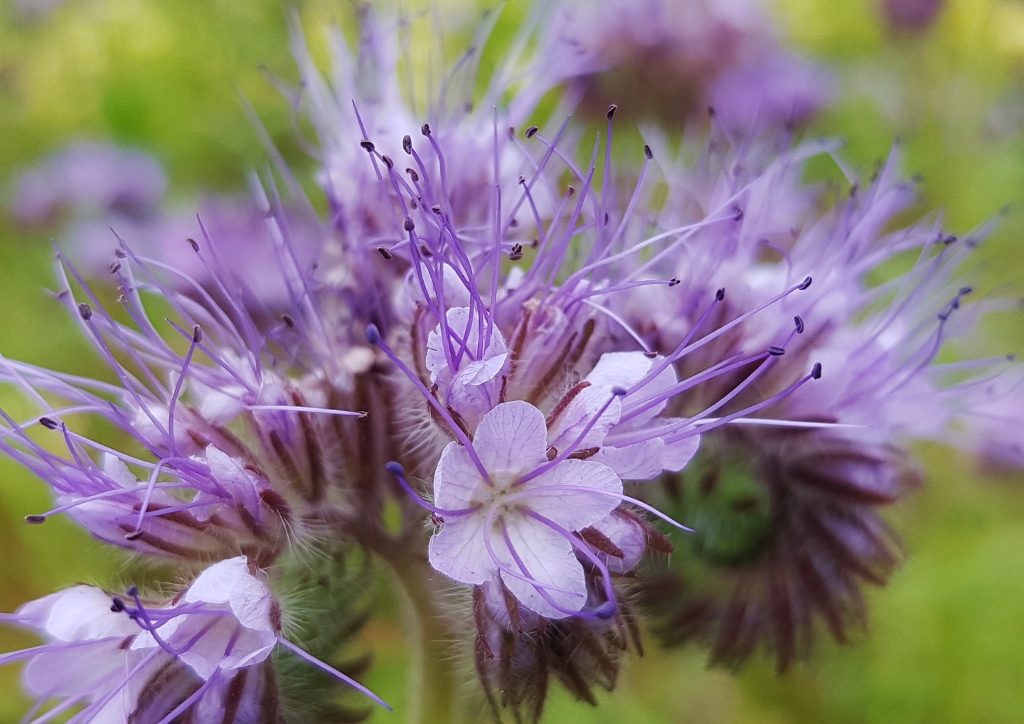 Büschelschön, Bienenweide, Bienenfreund, Büschelblume, Phacelia