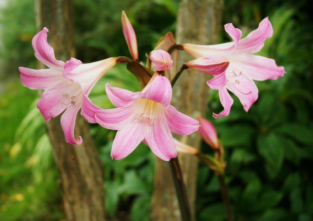 Amaryllis, Echte Amaryllis, Belladonnalilie, Amaryllis belladonna, Amaryllisgewächse