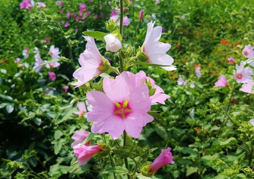 Malve, Malva, Malvengewächse, Malvaceae