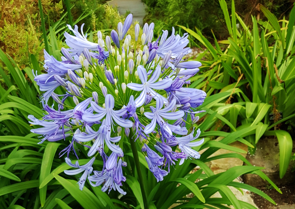 Amaryllisgewächse, Schmucklilie, Afrikanische Schmucklilie, Agapanthus, Agapanthus africanus
