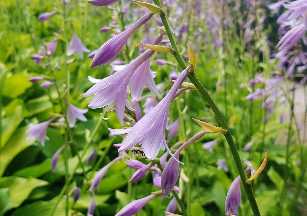 Funkie, Funkien, Lilien-Funkie, Hosta, Hosta plantaginea