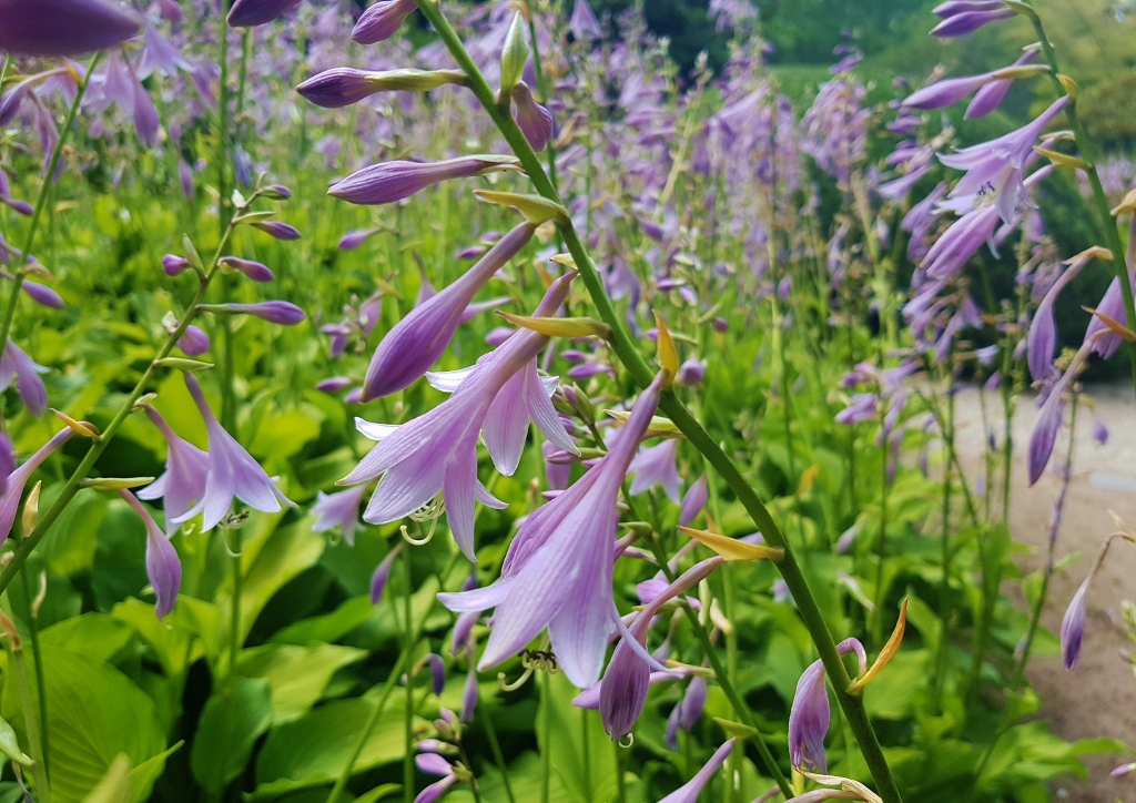 Funkie, Funkien, Lilien-Funkie, Hosta, Hosta plantaginea