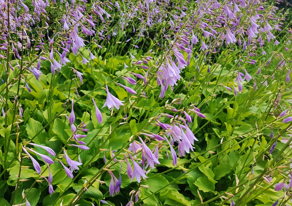 Funkie, Funkien, Lilien-Funkie, Hosta, Hosta plantaginea