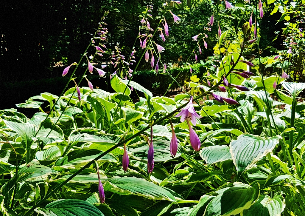 Funkie, Funkien, Weißrand-Funkie, Hosta sieboldii