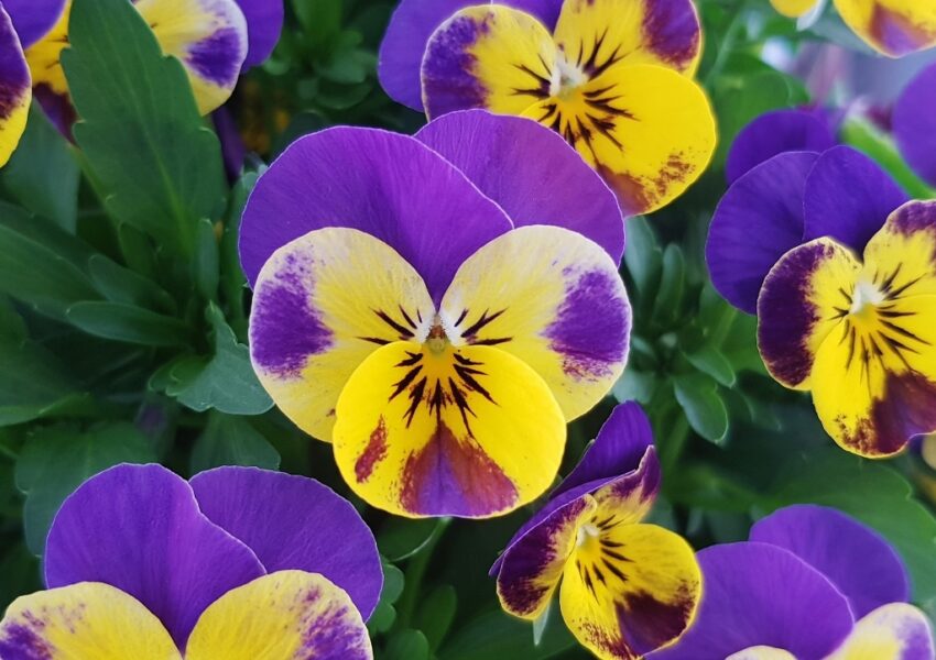 Stiefmütterchen, Garten-Stiefmütterchen, Garten-Stiefmütterchen Blau-Gelb, Cool Wave, Veilchen, Viola, Viola wittrockiana