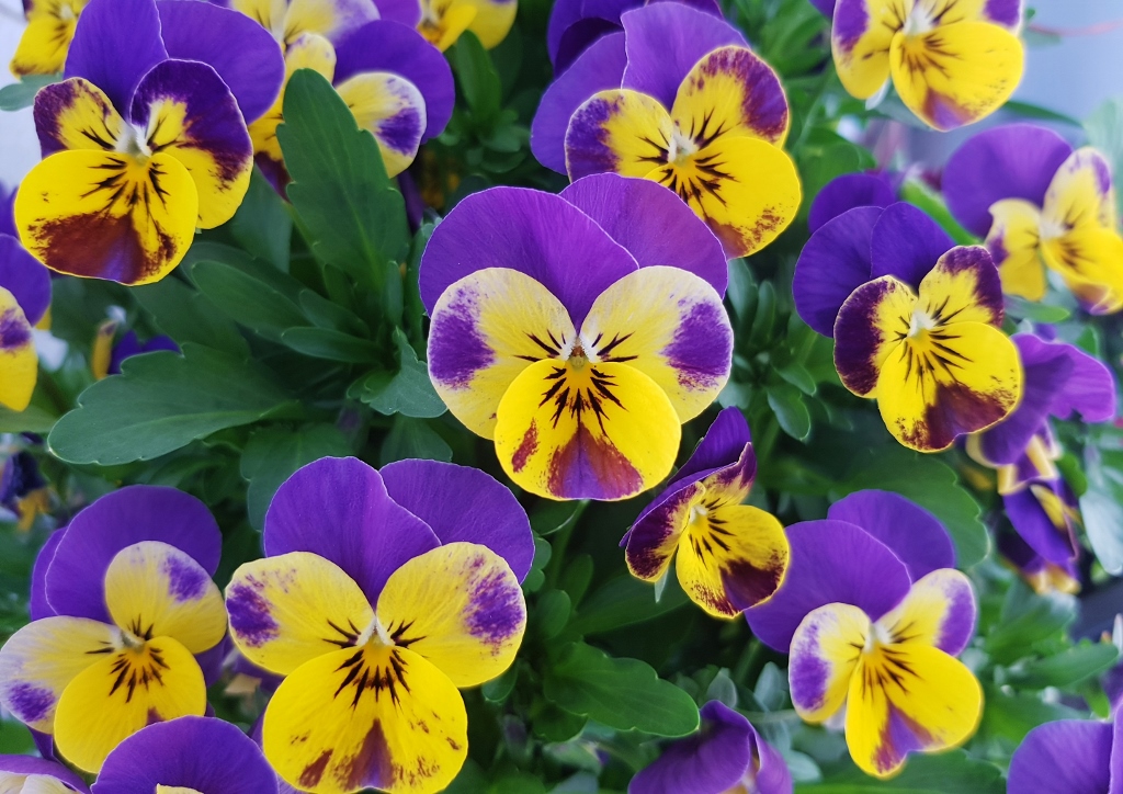 Stiefmütterchen, Garten-Stiefmütterchen, Garten-Stiefmütterchen Blau-Gelb, Cool Wave, Veilchen, Viola, Viola wittrockiana, Frühlingsblumen