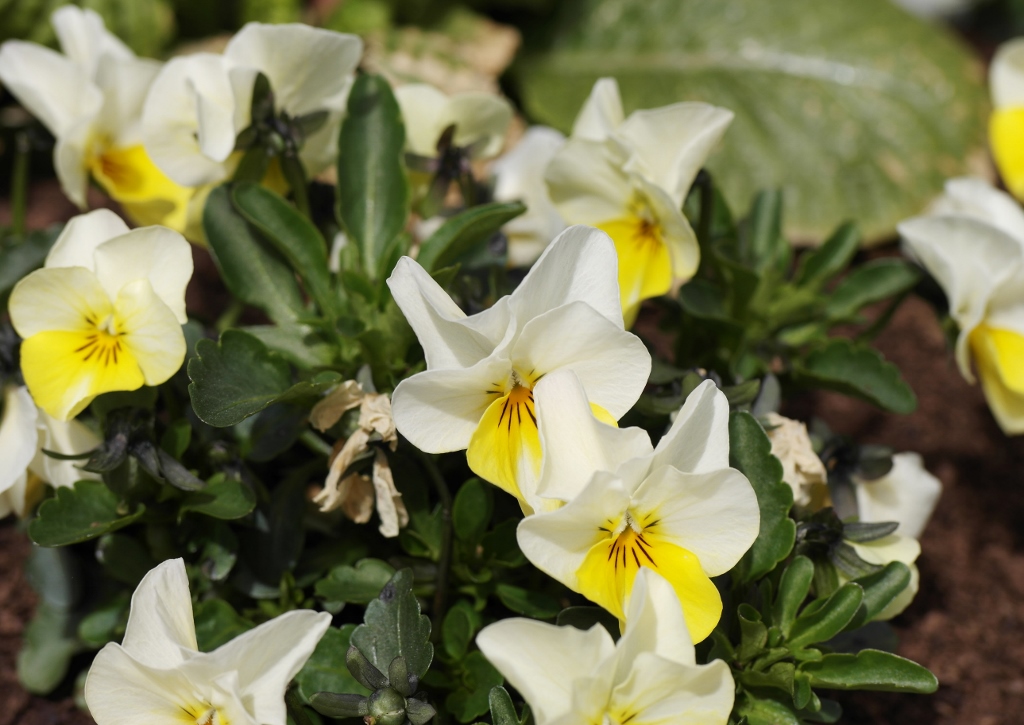 Stiefmütterchen, Acker-Stiefmütterchen, Veilchen, Viola, Viola arvensis
