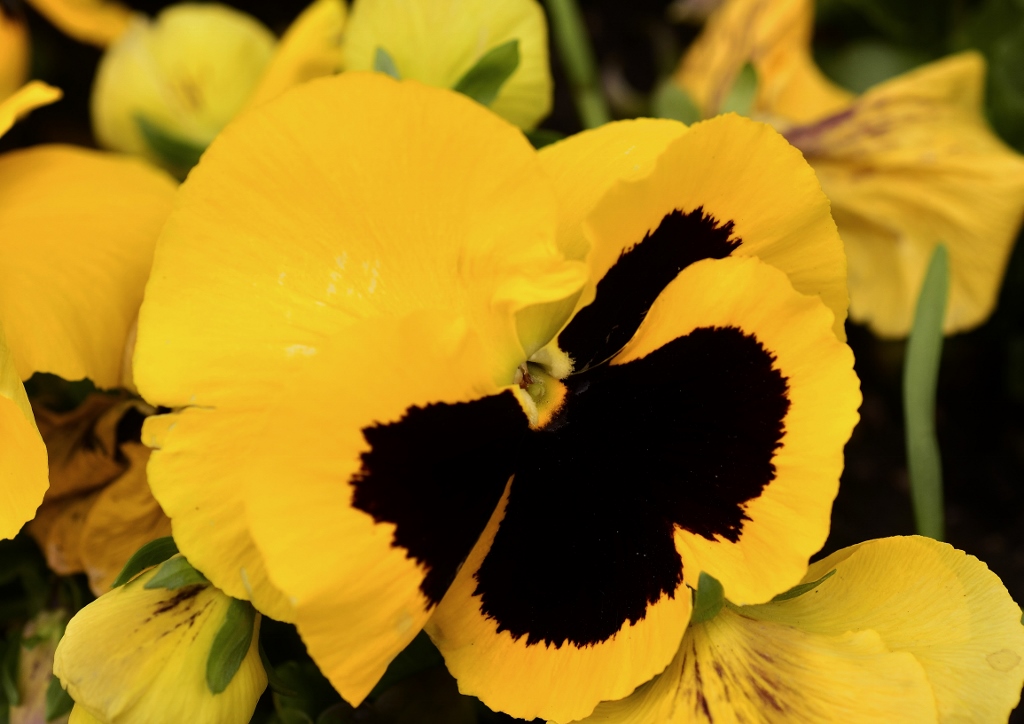 Stiefmütterchen, Gelbes Stiefmütterchen, Garten-Stiefmütterchen, Veilchen, Viola, Viola wittrockiana