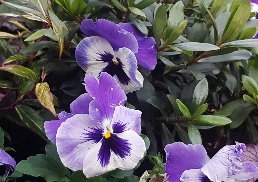 Stiefmütterchen, Garten-Stiefmütterchen, Veilchen, Viola, Viola wittrockiana