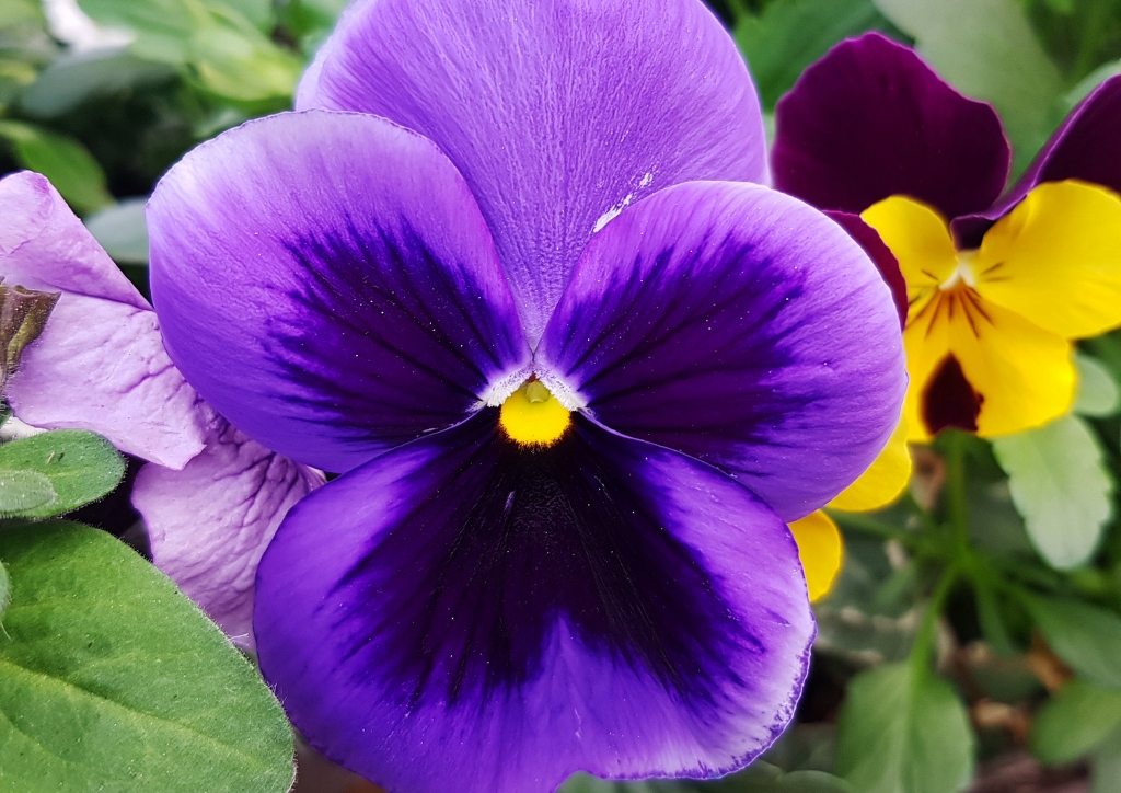 Stiefmütterchen, Garten-Stiefmütterchen, Garten-Stiefmütterchen Blau-Gelb, Cool Wave, Veilchen, Viola, Viola wittrockiana