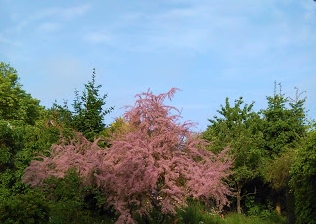 Tamariske, Tamarix
