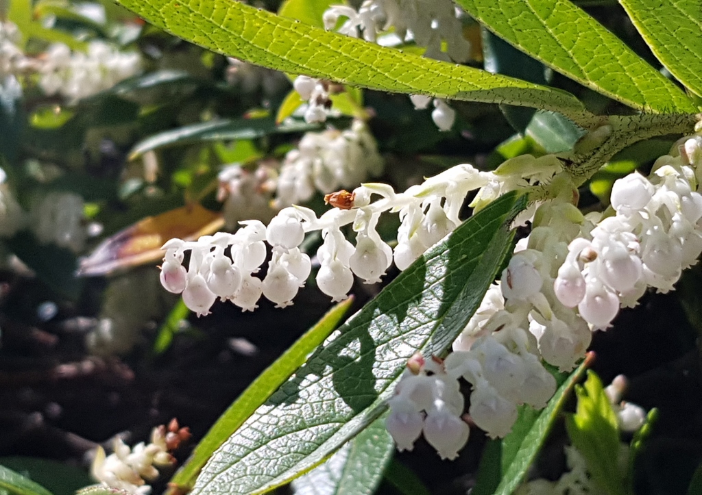 Traubenheide, Traubenmyrte, Leucothoe, Heidekraut, Heidekrautgewächse