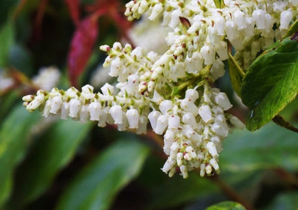 Traubenheide, Gebogene Traubenheide, Leucothie, Leucothoe fontanesiana
