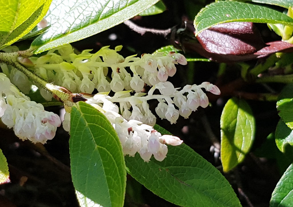 Traubenheide, Traubenmyrte, Leucothoe, Heidekraut, Heidekrautgewächse