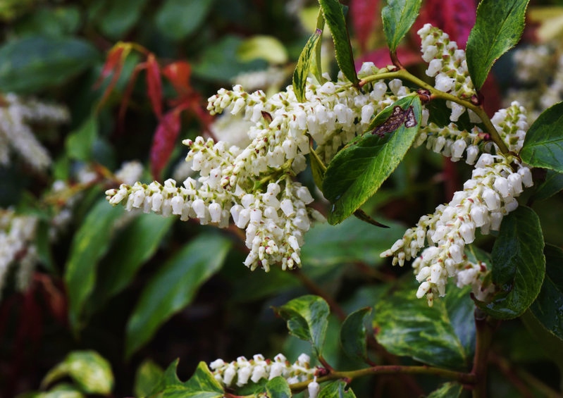 Traubenheide, Gebogene Traubenheide, Leucothie, Leucothoe fontanesiana