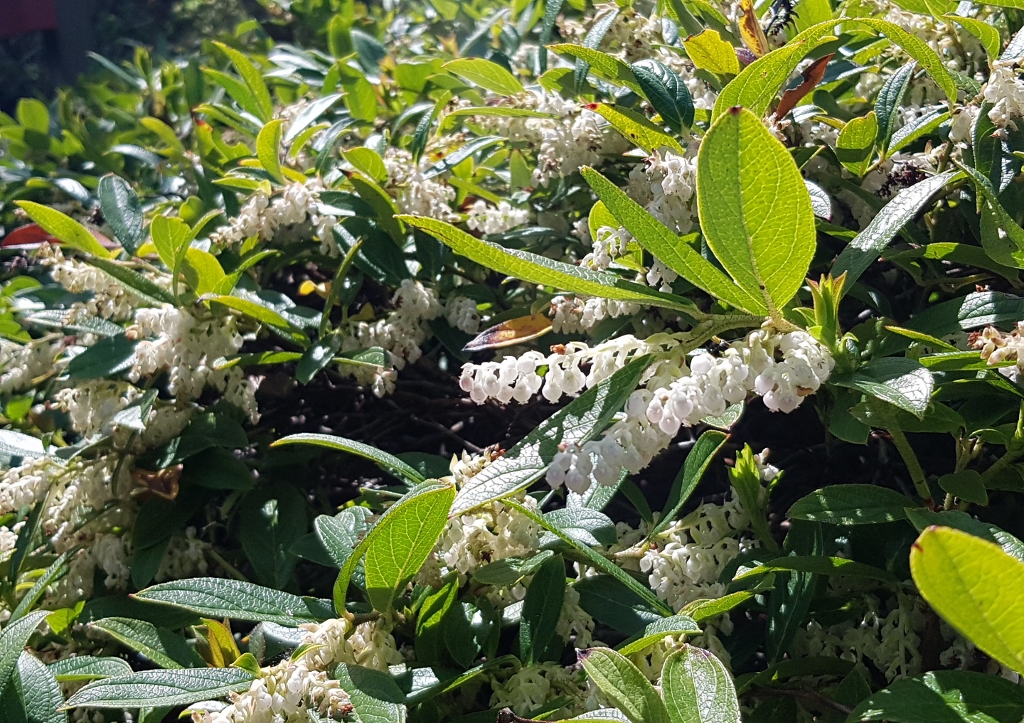 Traubenheide, Traubenmyrte, Leucothoe, Heidekraut, Heidekrautgewächse