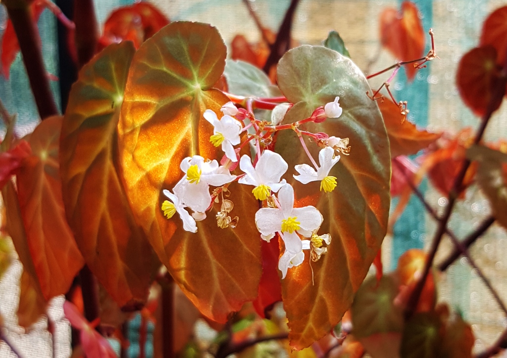 Begonie, Begonien, Begonia, Zimmerpflanze, Zimmerpflanzen, Begoniensammlung, Botanischer Garten Glasgow, Glasgow Botanic Garden, Odeteiantha Begonie, Begonia odeteiantha