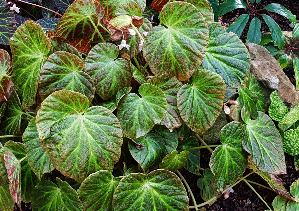 Begonie, Begonien, Begonia, Zimmerpflanze, Zimmerpflanzen, Begoniensammlung, Botanischer Garten Glasgow, Glasgow Botanic Garden